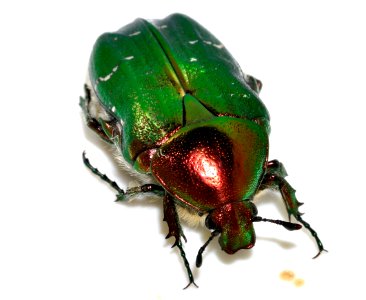Cetonia-aurata-16-fws