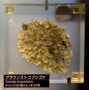 Cetrelia braunsiana - National Museum of Nature and Science, Tokyo - DSC06823