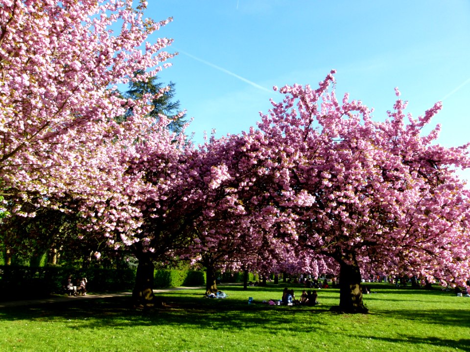Cerisiers en fleurs au parc de Sceaux