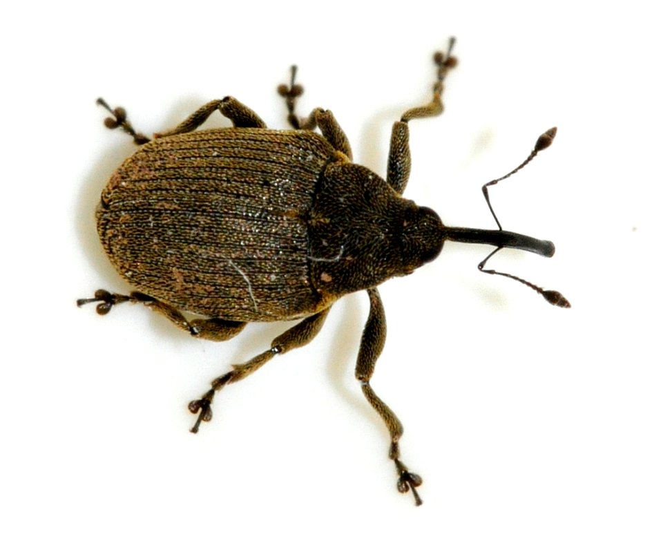 Ceutorhynchus-napi-06-fws