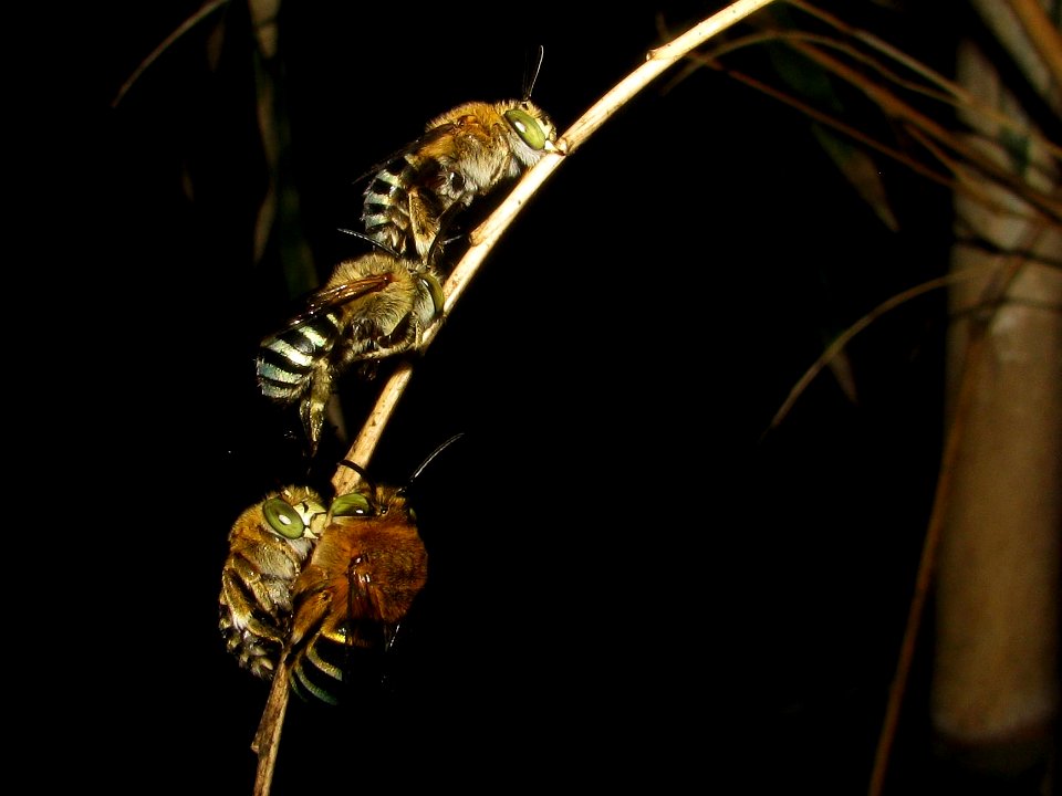 Cf Amegilla cingulata sleeping group 31