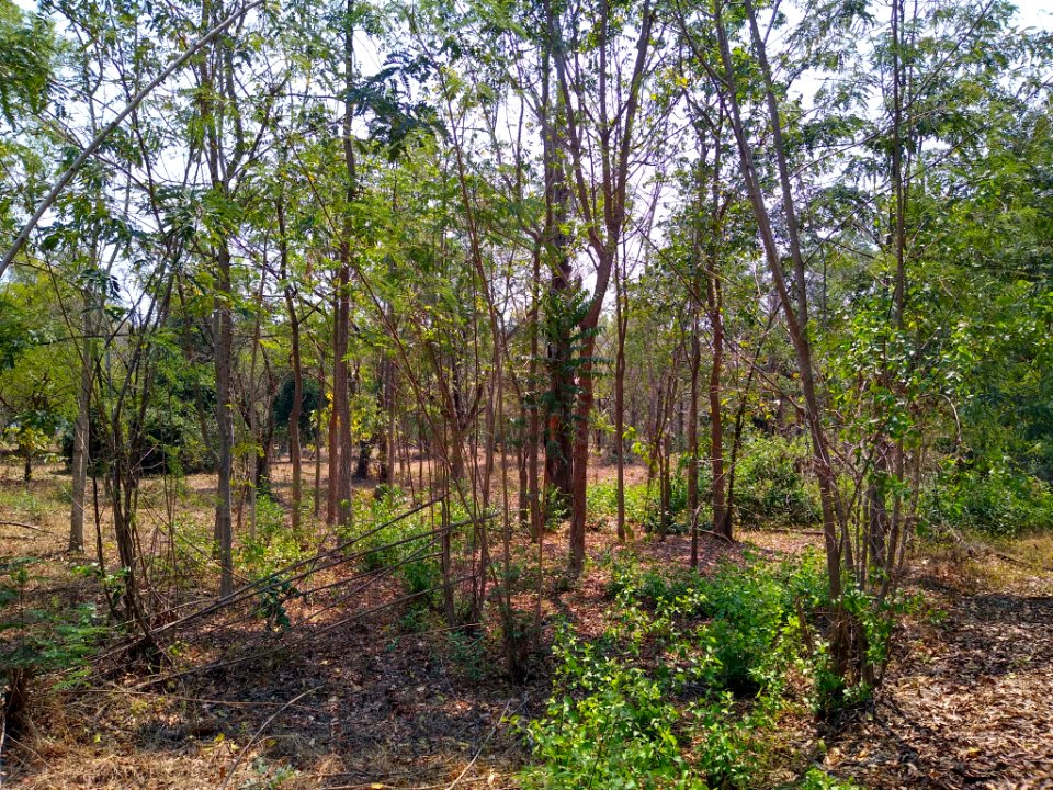 Cha-am Forest Park 2