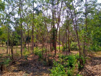 Cha-am Forest Park 2