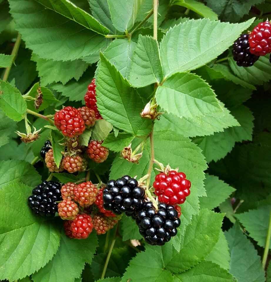 Food fruit fresh