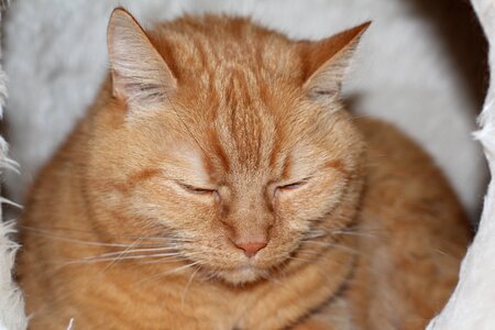 Red cat pet domestic cat photo