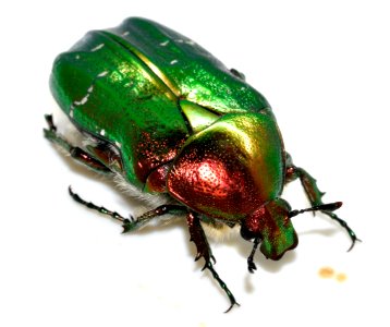 Cetonia-aurata-15-fws
