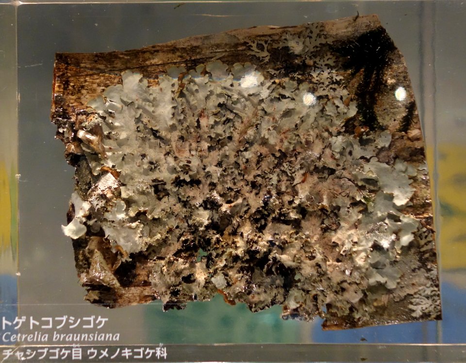 Cetralia braunsiana - National Museum of Nature and Science, Tokyo - DSC07591