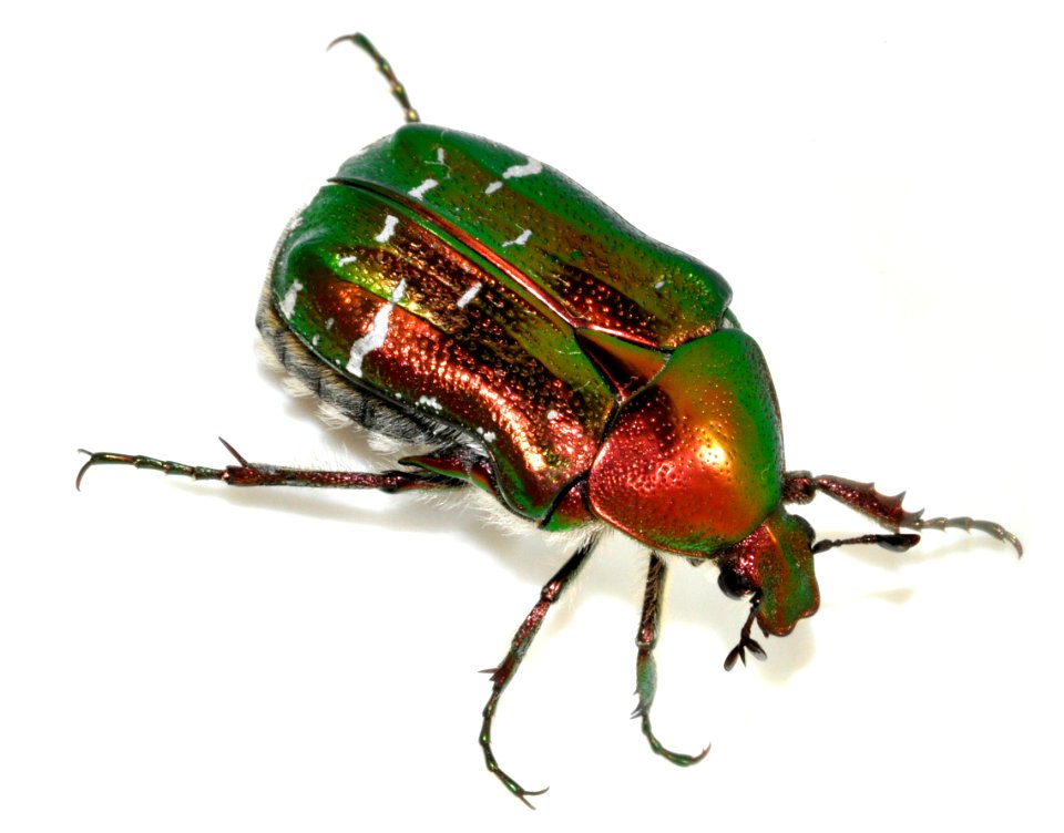 Cetonia-aurata-24-fws