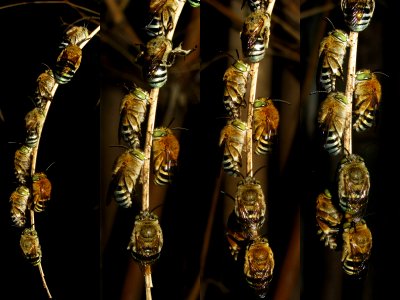 Cf Amegilla cingulata sleeping group collage2