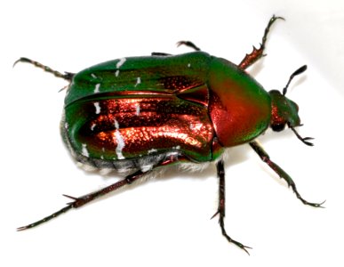 Cetonia-aurata-23-fws