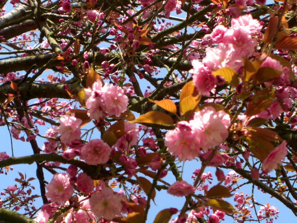 Cerisiers du Japon en fleurs à Sceaux