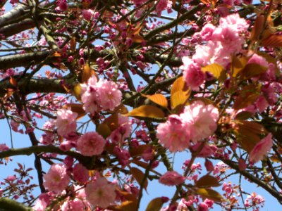 Cerisiers du Japon en fleurs à Sceaux