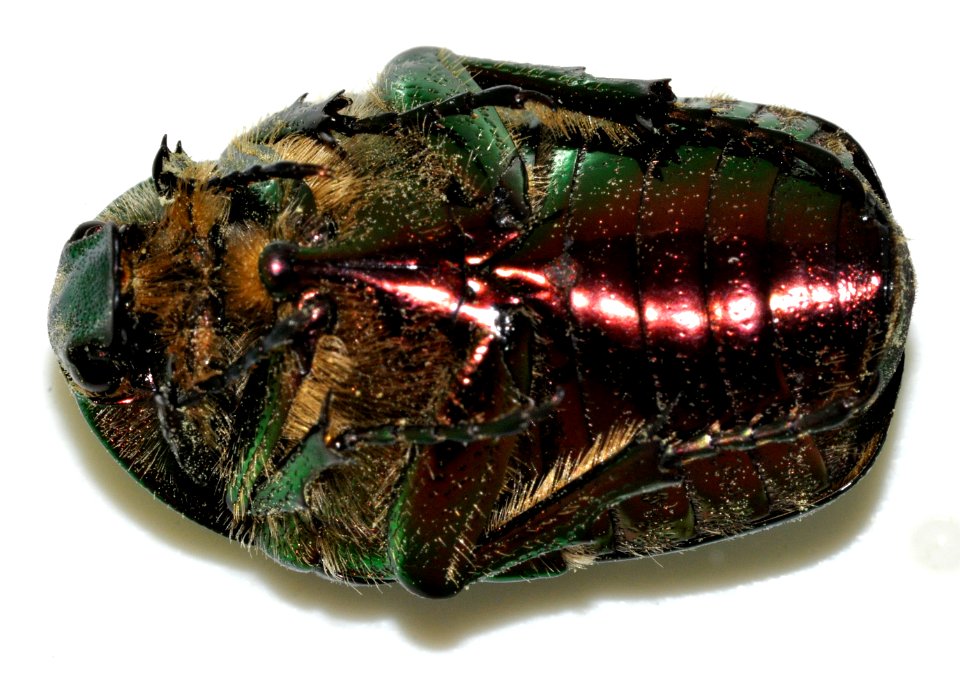 Cetonia-aurata-19-fws