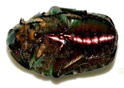 Cetonia-aurata-19-fws