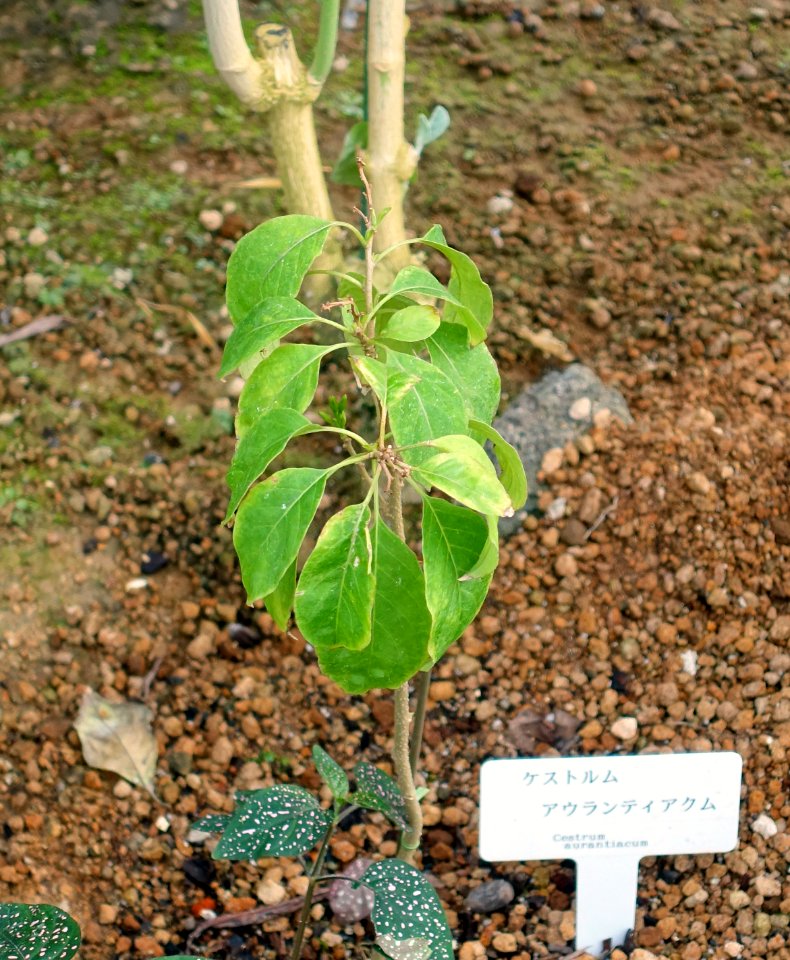 Cestrum aurantiacum - Shinjuku Gyo-en Greenhouse - Tokyo, Japan - DSC05892