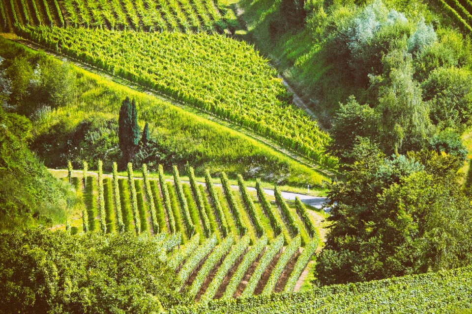 Nature kaiserstuhl south west