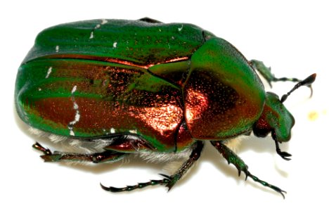 Cetonia-aurata-14-fws