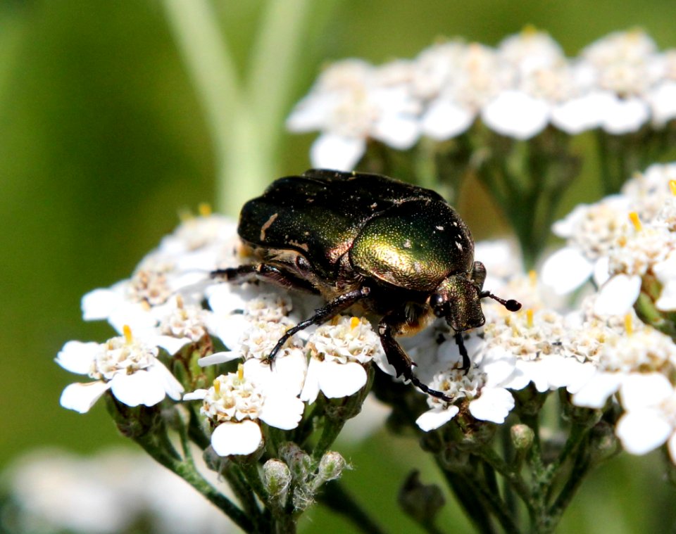 Cetonia aurata Oulu 20130711 02