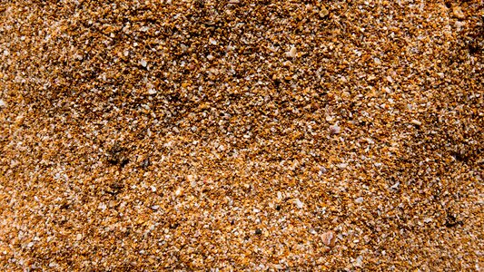 Nature sea grains photo