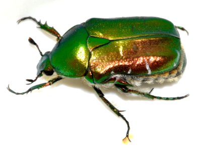 Cetonia-aurata-30-fws