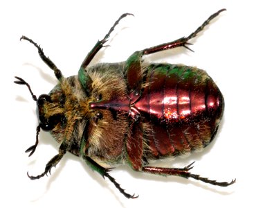 Cetonia-aurata-27-fws