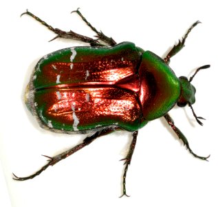 Cetonia-aurata-22-fws