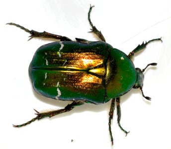 Cetonia-aurata-20-fws