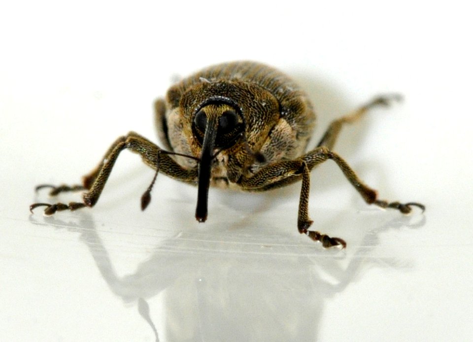 Ceutorhynchus-napi-09-fws