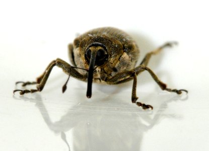 Ceutorhynchus-napi-09-fws