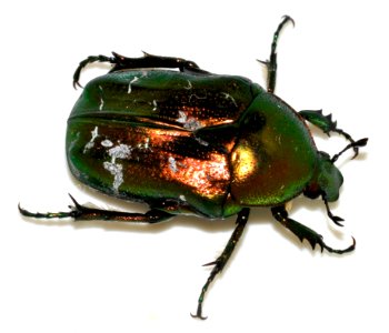 Cetonia-aurata-11-fws