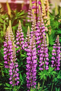 Nature summer floral