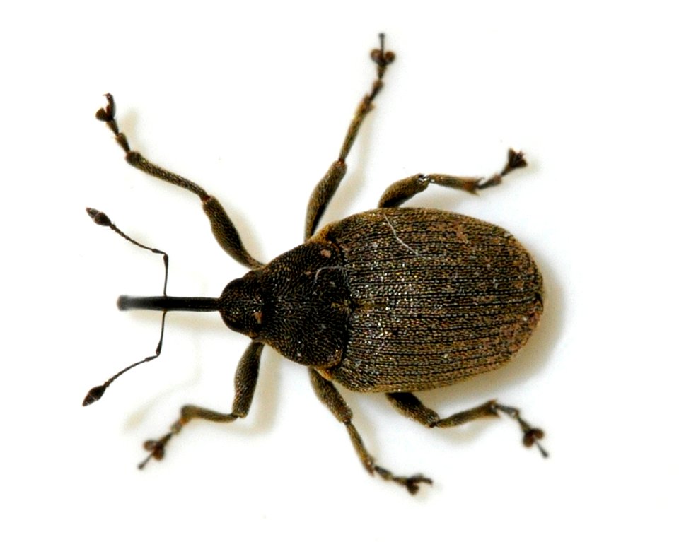Ceutorhynchus-napi-07-fws