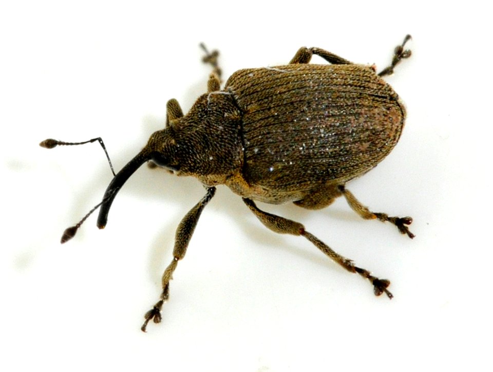 Ceutorhynchus-napi-08-fws