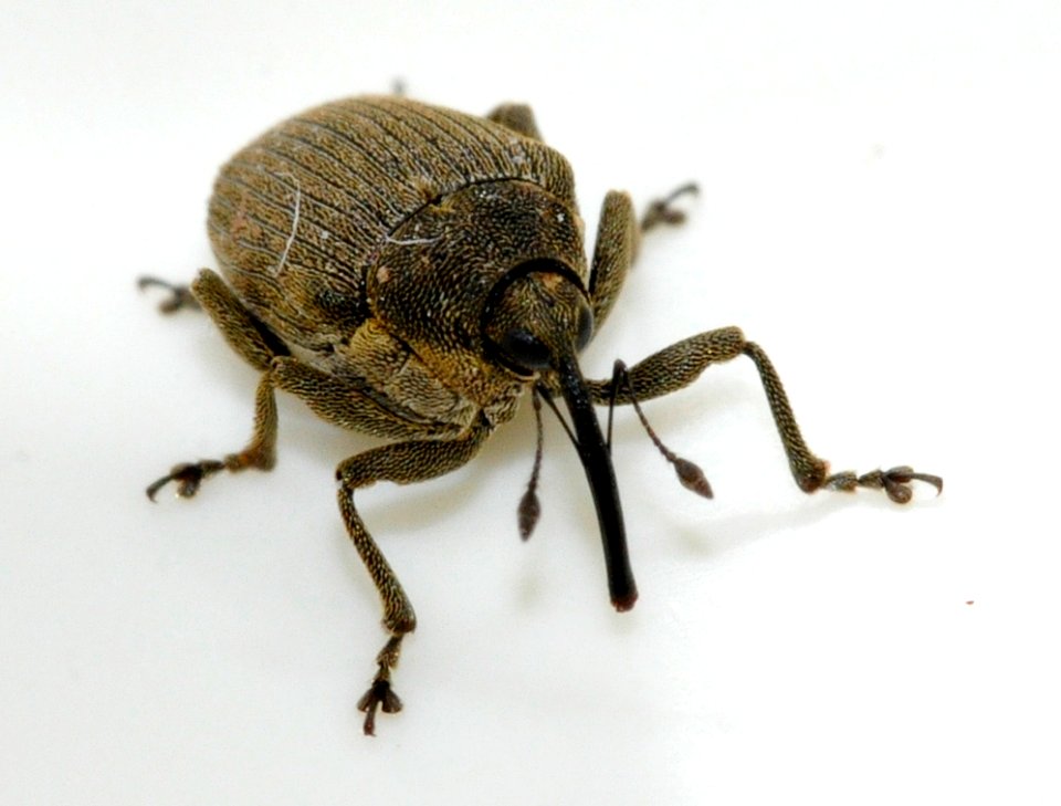 Ceutorhynchus-napi-05-fws