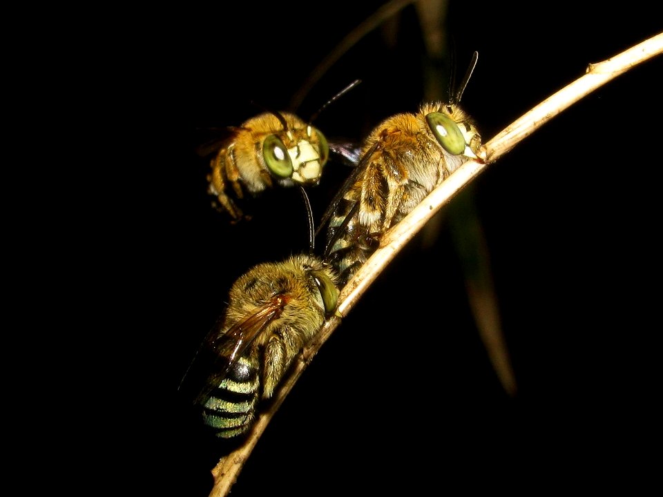Cf Amegilla cingulata sleeping group 37