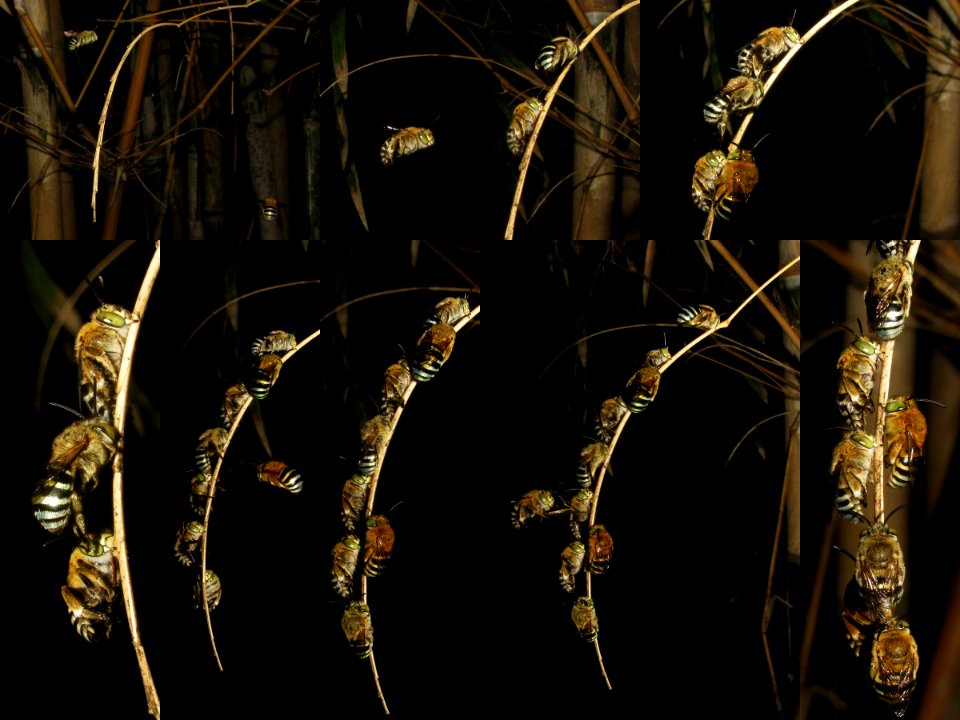 Cf Amegilla cingulata sleeping group collage