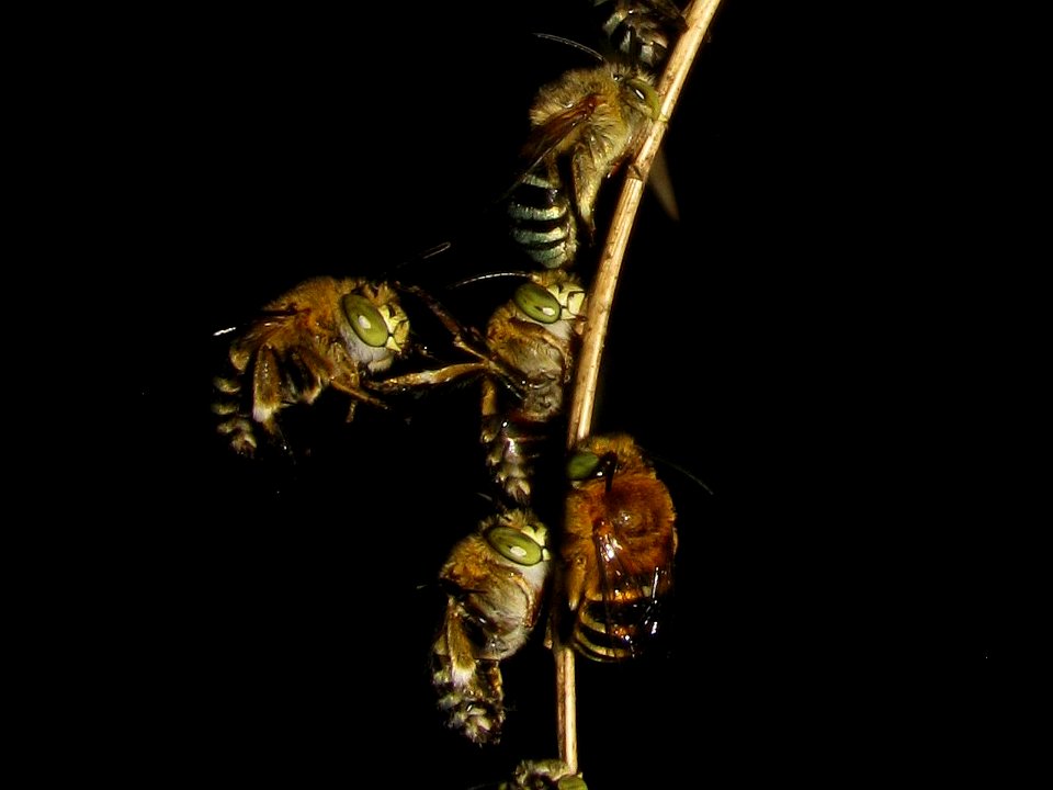 Cf Amegilla cingulata sleeping group defensive