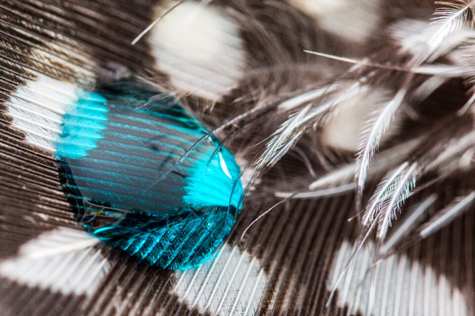 Close up macro background