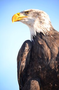 Bird bill bird of prey
