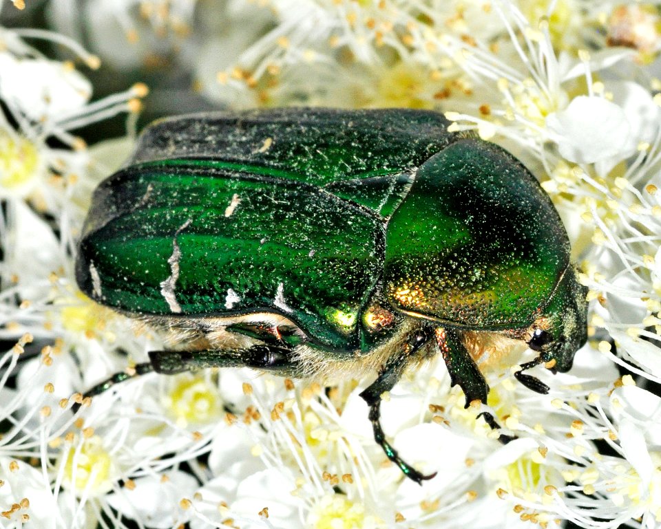 Cetonia-aurata-02-fws