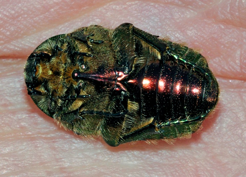 Cetonia-aurata-04-fws