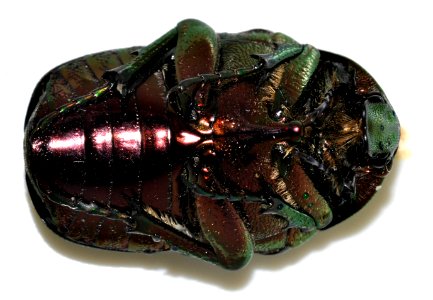 Cetonia-aurata-07-fws