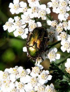 Cetonia aurata Oulu 20130711 03