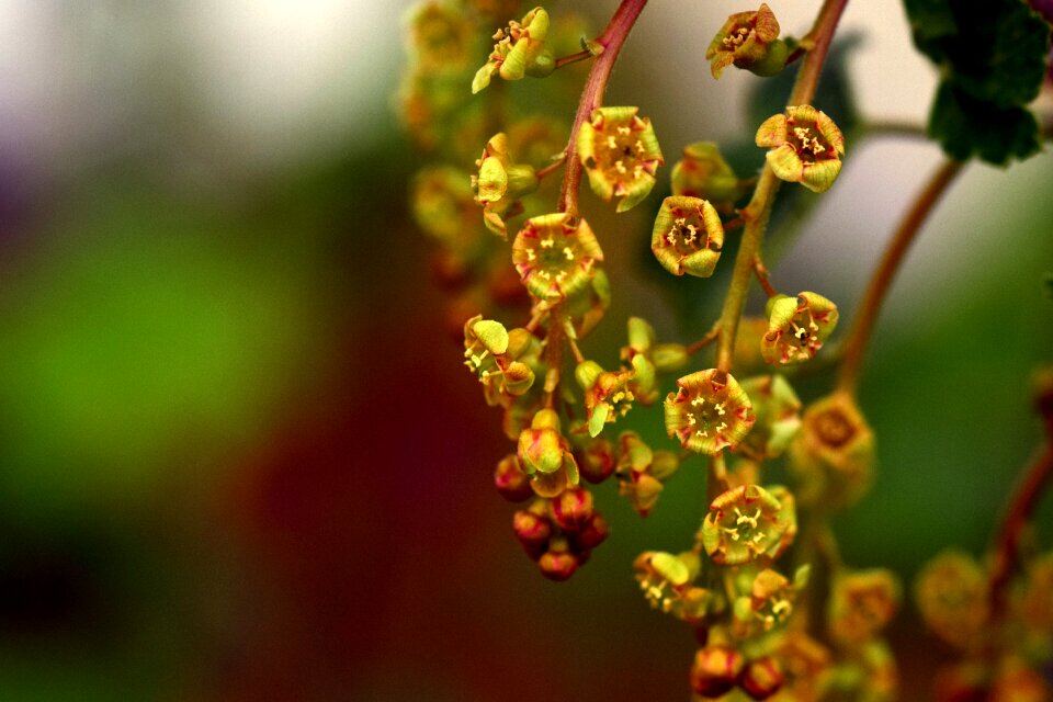 Gooseberry greenhouse bush branch