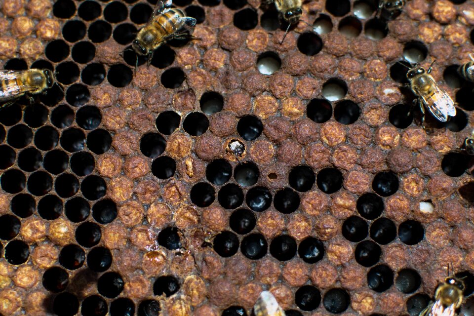 Bees nature beekeeping