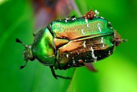 Cetonia-aurata-01-fws