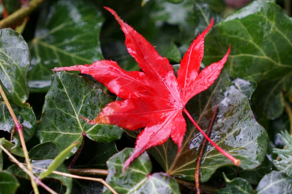 Maple leaves fall foliage leaves