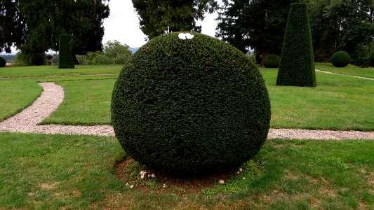 Château de Drée - Jardin des topiaires - If et champignons