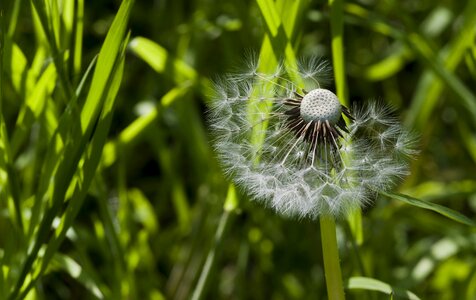 Grass spring pointed flower photo