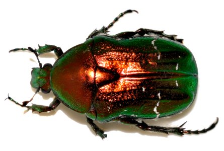 Cetonia-aurata-12-fws